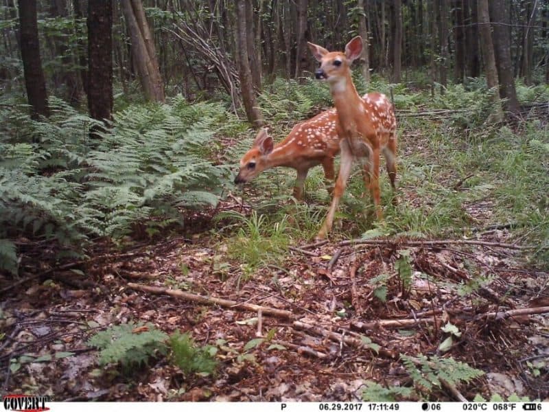 These fawns are showing vigilance. But when young white-tailed deer perceive that there is so much danger coming from so many sources, their behavior seemed like they just relaxed, according to researchers — like there’s no point in being ready to hide or flee. IMAGE: ASIA MURPHY/PENN STATE
