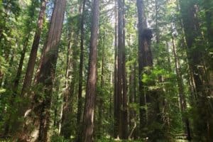 Redwood forests such as this one in California's Humboldt County are key components of the state's climate change mitigation efforts, but UCI researchers suggest that ongoing greenhouse gas emissions may limit the ability of trees to remove carbon dioxide from the atmosphere.