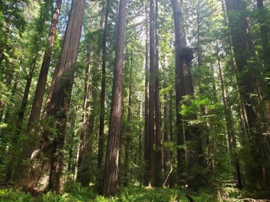 Forest trees find a new watery ‘sweet spot’ when CO2 is high