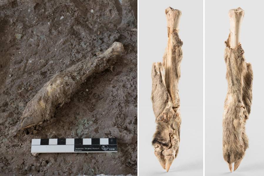 The mummified sheep leg. Image courtesy of Deutsches Bergbau-Museum Bochum and Zanjan Cultural Heritage Centre, Archaeological Museum of Zanjan.