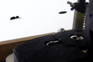 Harvard study shows that jumping spiders can identify biological motion