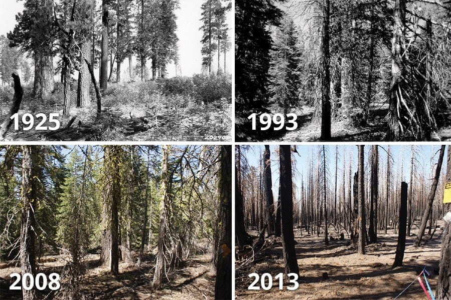 Repeat photographs of the same location within Lassen Volcanic National Park showing increases in tree density in a Jeffrey pine-white fir stand that burned at high severity during the Reading Fire in 2012. IMAGE: A.E. WEISLANDER, U.S. FOREST SERVICE / ALAN H. TAYLOR, PENN STATE