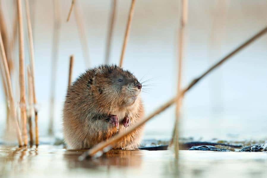 Muskrats are found from northern Mexico to northern Alaska, and most of northern Canada. (Image credit: Shutterstock)