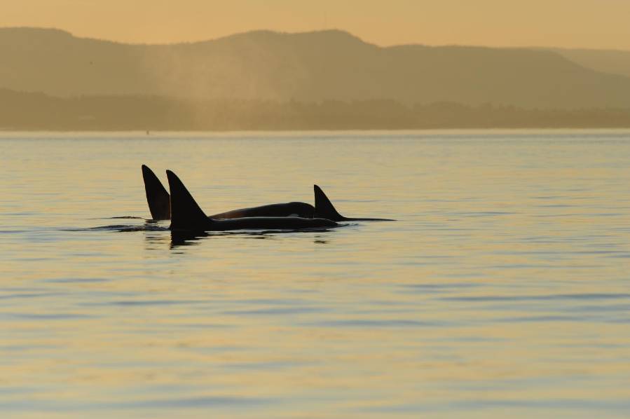 A group of Bigg's killer whales near the coast of Washington State, USA. Typically, groups consist of a female and 2-3 of her offspring.
