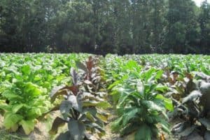Overexpressed PAP1 and TT8 genes turn tobacco plants red, but also help reduce carcinogenic chemical compounds. Photo courtesy of De-Yu Xie.