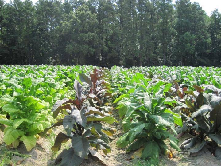 Overexpressed PAP1 and TT8 genes turn tobacco plants red, but also help reduce carcinogenic chemical compounds. Photo courtesy of De-Yu Xie.