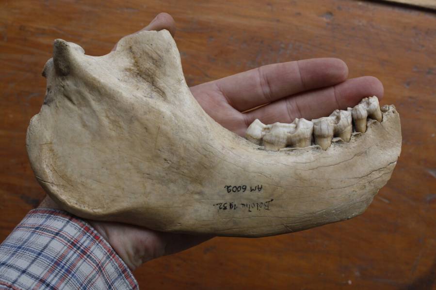 Part of the collection of the Laboratory of Primatology and Paleontology at the University of Antananarivo, the jawbone that the team used in its study had originally been discovered at Beloha Anavoha in southern Madagascar. Carbon-14 dating, a commonly used method for determining the age of archeological artifacts of a biological origin, revealed that the M. edwardsi jawbone was about 1,475 years old. IMAGE: GEORGE PERRY, PENN STATE