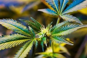 significant amounts of the two main components of cannabis, THC and CBD, enter the embryonic brain of mice in utero and impair the mice’s ability as adults to respond to fluoxetine.