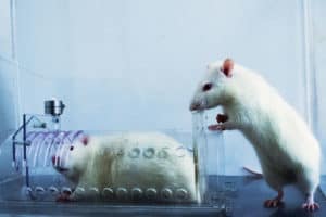 New study reveals the brain mechanism that makes rats feel empathy for other rats, yet refrain from helping rats they deem to be outsiders. (Photo courtesy of Inbal Ben-Ami Bartal)