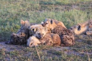 Young hyenas rest together in Maasai Mara National Reserve in Kenya, a type of social connection that may be connected to better health outcomes later in life.