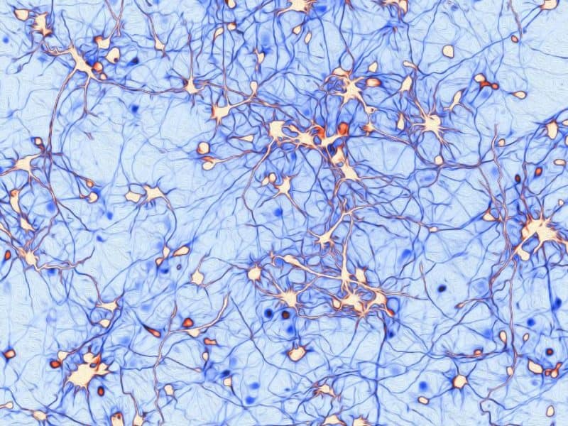 Nerve cells, also called neurons, project to one another to establish a connection and form a neural circuit, the activity of which is essential for brain function such as learning and memory.
