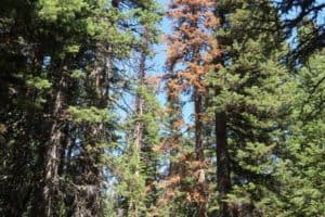 Dead trees in subalpine Colorado forest on Niwot Ridge, west of Boulder. (Credit: Robert Andrus)