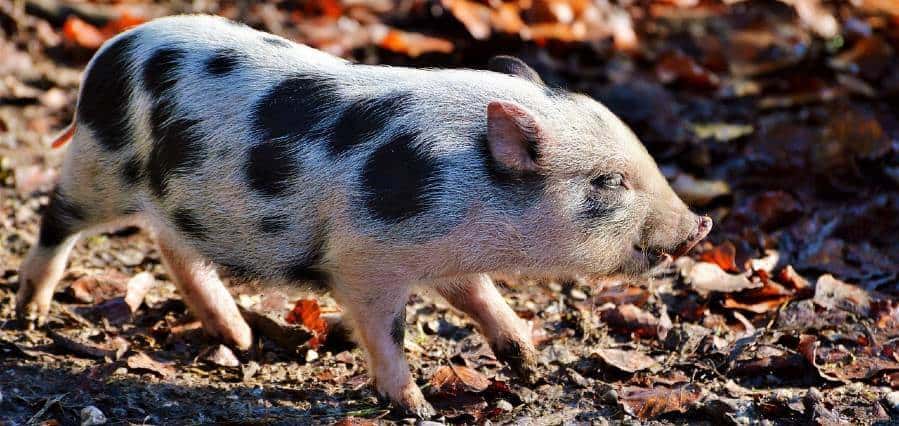 Potbellied pig has basketball-sized tumor removed