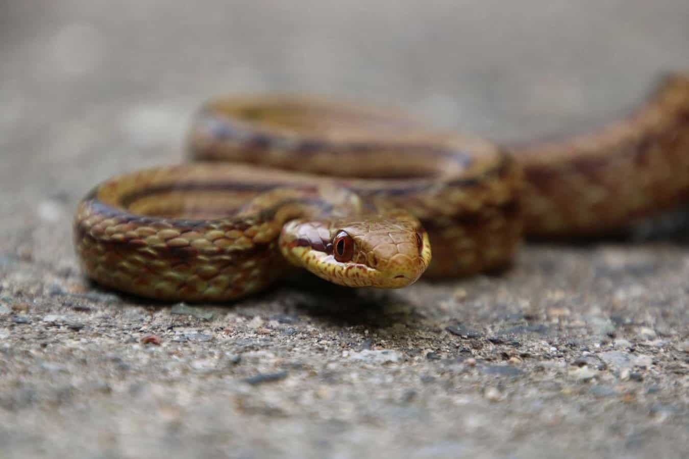 Residual Snakes - Sciences Blog