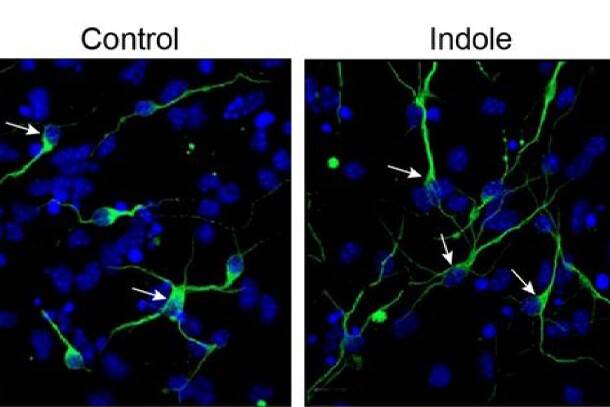 Indicated by the white arrows, indole-treated brains underwent greater nerve cell growth in an area of the brain known as the hippocampus during testing, according to researchers. IMAGE: SVEN PETTERSSON GROUP