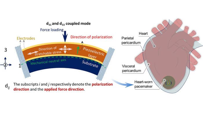 Batteryless pacemaker could use heart&#8217;s energy for power