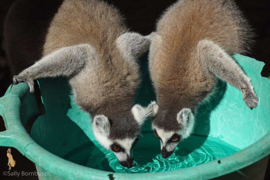 Meerkats