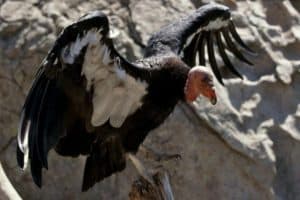 California condor. Photo courtesy of San Diego Zoo Wildlife Alliance