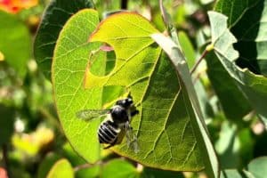 This study is also one of the few to examine neonicotinoid effects via ornamental plants on solitary bees, which make up more than 90% of native bee species in North America, and an even higher percentage in California. 