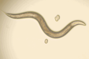 c elegans worm