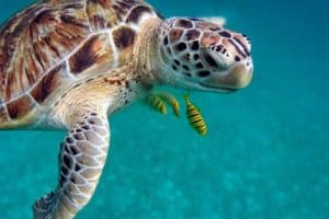 For green turtles in the Pacific Ocean, from 0% to 0.9% of the total body mass was ingested plastic, and from 0% to 2% for flatback turtles in the Indian Ocean.