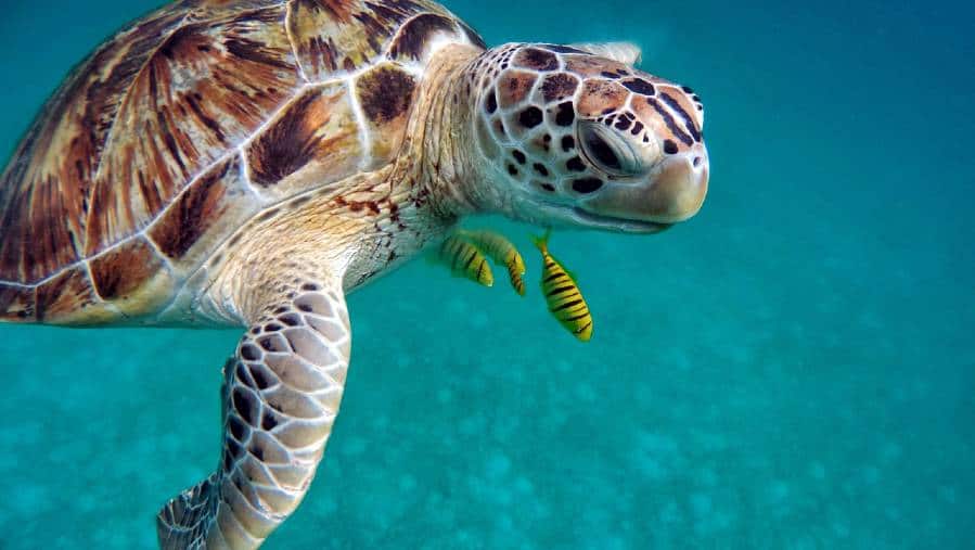 For green turtles in the Pacific Ocean, from 0% to 0.9% of the total body mass was ingested plastic, and from 0% to 2% for flatback turtles in the Indian Ocean.