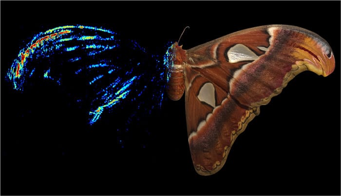 Moth wingtips an ‘acoustic decoy’ to thwart bat attack, scientists find