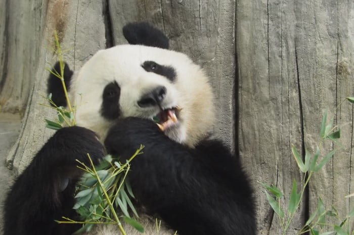 Giant pandas’ distinctive black and white markings provide effective camouflage