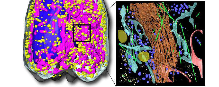 if-you-can-t-see-inside-a-cell-let-the-math-look-for-you-scienceblog