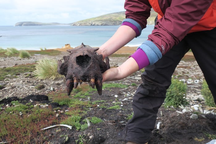 Evidence of prehistoric human activity in Falkland Islands