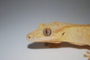 Gecko