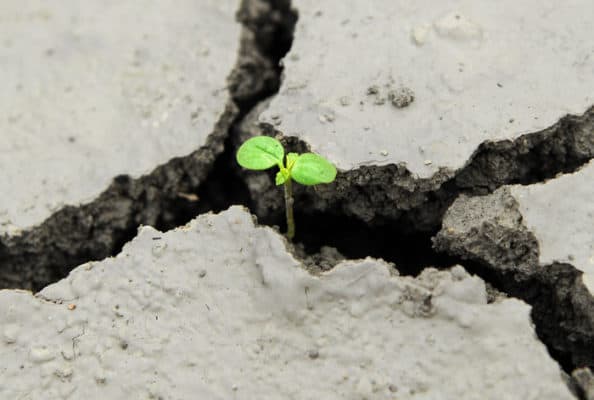 The challenge of forest restoration: where to obtain tens of billions of quality seeds