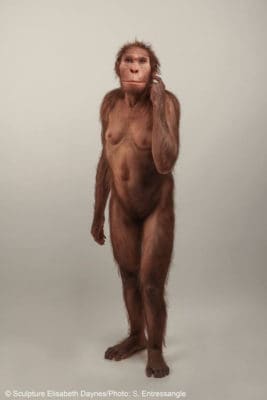 Ancient human relative 'walked like a human, but climbed like an ape'