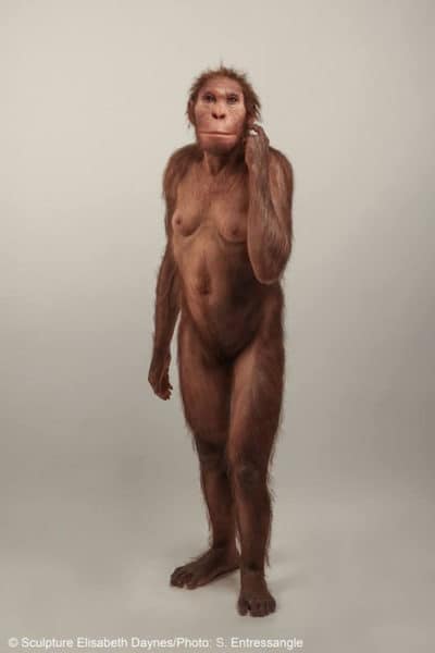 Australopithecus sediba