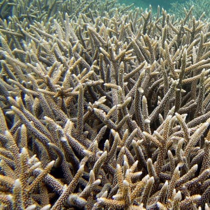 Climate change will destroy familiar environments, create new ones and undermine efforts to protect sea life