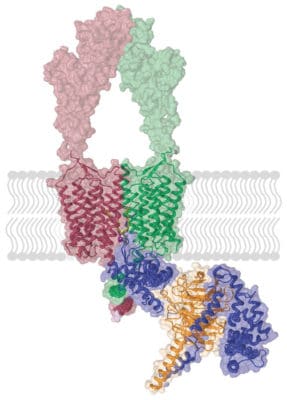 Chronic stress and depression boost this brain receptor; a new study maps out how to block it Chronic stress and depression boost this brain receptor; a new study maps out how to block it