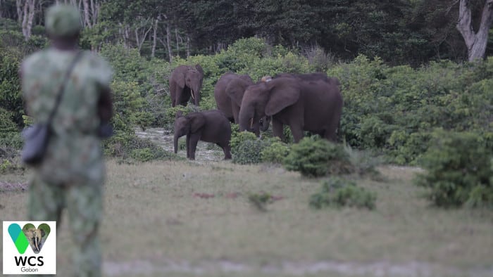 Gabon is the largest stronghold for critically endangered African forest elephants