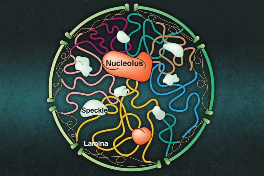How molecular clusters in the nucleus interact with chromosomes