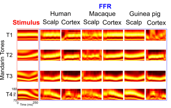 Monkeys, guinea pigs and native English speakers have very similar brain responses to speech sounds