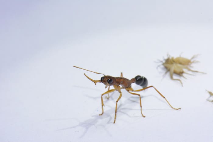 Single molecule controls unusual ants’ switch from worker to queen-like status