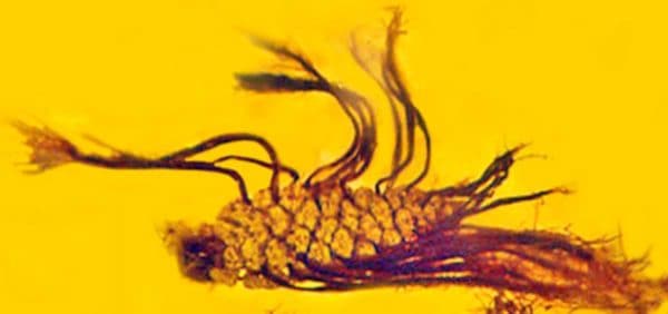 A first in fossil research: Seeds sprouting from an amber-encased pine cone