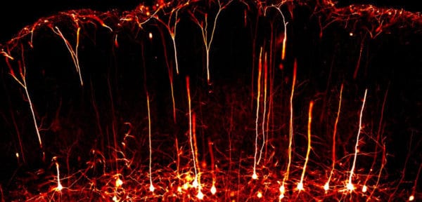 How imaging is revolutionising biology How imaging is revolutionising biology