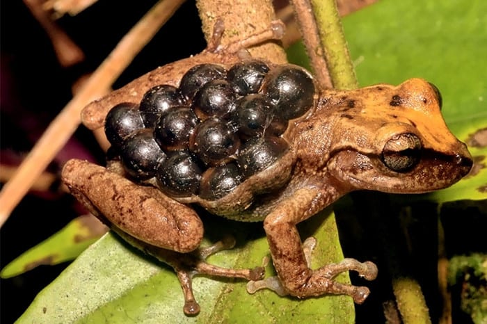 Making babies: Amphibians’ known reproductive modes jumps from from 39 to 74
