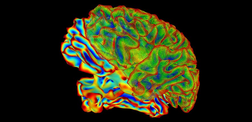 Colored illustration of human brain