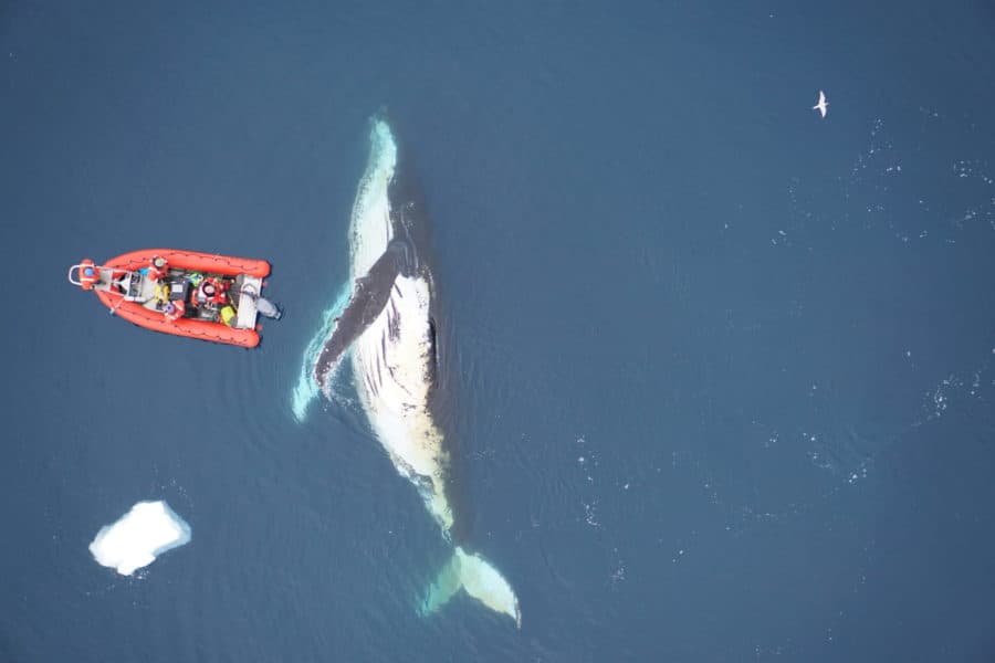 Whales eat more than expected