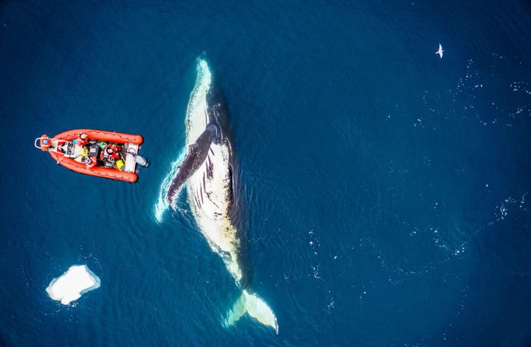 Whales Eat a Lot More than We Thought
