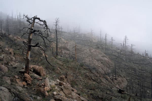 researchers reveal how wildfire accelerates forest changes