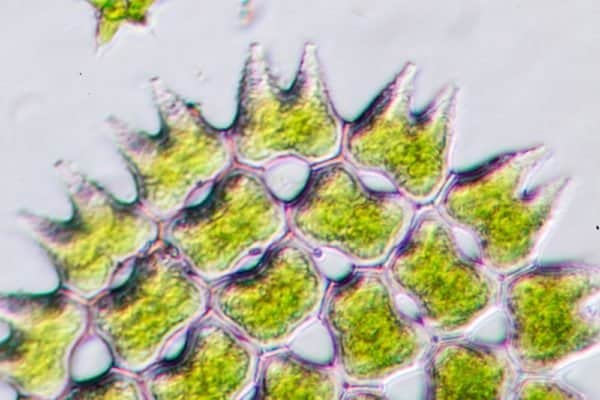 Smaller than a grain of sand, phytoplankton are key to aquatic health Smaller than a grain of sand, phytoplankton are key to aquatic health