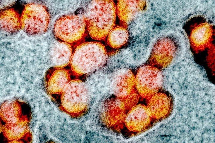 Alpha Coronavirus Variant Evolved to Evade Immune System
