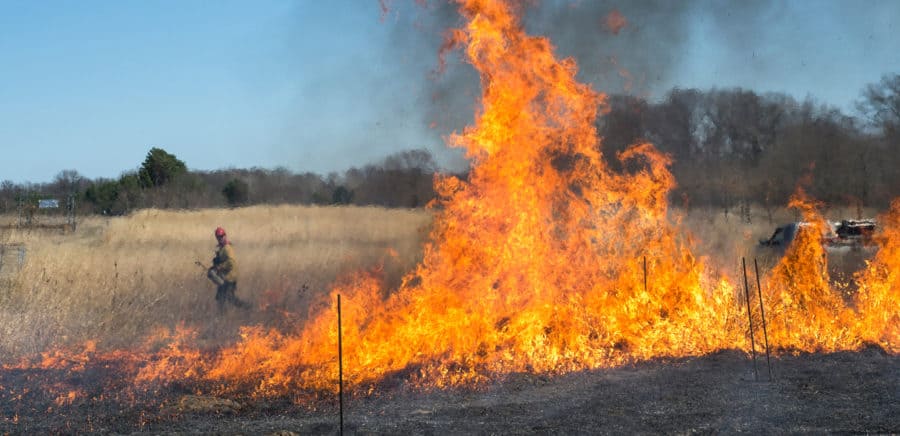 Controlled burning of natural environments could help offset our carbon emissions
